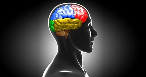brain-dictionary