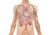 Human Body IQ Test